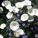 Piscina_travertino_campanula_01