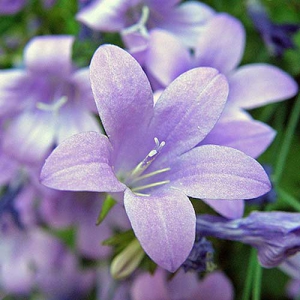 Piscina_travertino_campanula_02