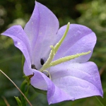 Piscina_travertino_campanula_03
