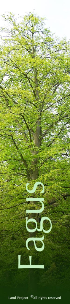 Parco_botanico_Fagus