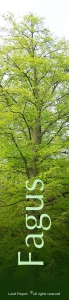 Parco_botanico_Fagus