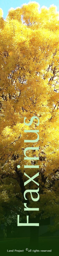 Parco_botanico_Fraxinus