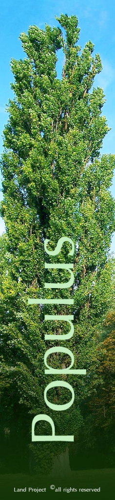 Parco_botanico_Populus