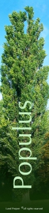Parco_botanico_Populus