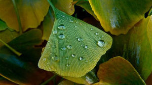 centro_benessere_ginkgo_biloba_01