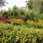 colori_e_profumi_giardino_05