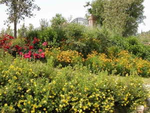 colori_e_profumi_giardino_05