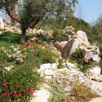 colori_e_profumi_giardino_06