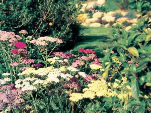 colori_e_profumi_giardino_09