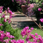 colori_e_profumi_giardino_10