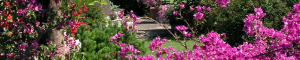 colori_e_profumi_giardino_10
