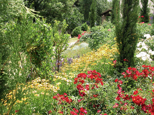 colori_e_profumi_giardino_11
