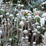 colori_e_profumi_giardino_15