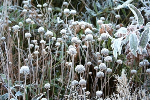 colori_e_profumi_giardino_15