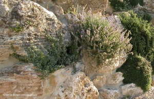giardini_rocciosi_01