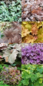giardini_rocciosi_erbacee_perenni_01