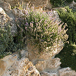 giardini_rocciosi_miniatura