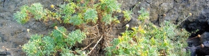 giardini_rocciosi_slider_20