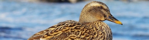 parco_fluviale_di_mitrovica_slider_11