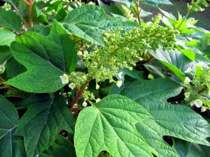 piazza_san_marco_Firenze_Oakleaf_Hidrangea_01