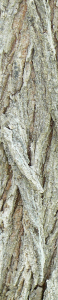 piazza_san_marco_Firenze_ulmus_pumila_03