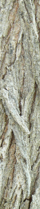piazza_san_marco_Firenze_ulmus_pumila_03