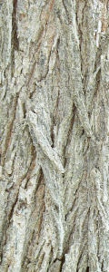 piazza_san_marco_Firenze_ulmus_pumila_04