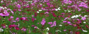 prati_fioriti_slider_01