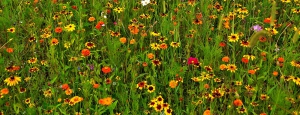 prati_fioriti_slider_01
