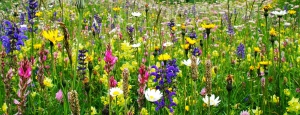 prati_fioriti_slider_03