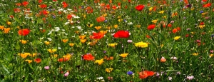 prati_fioriti_slider_04