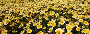 prati_fioriti_slider_05