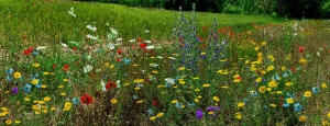 prati_fioriti_slider_06
