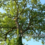 Forno_a_legna_fraxinus_01