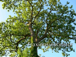 Forno_a_legna_fraxinus_01
