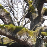 Forno_a_legna_quercia_01