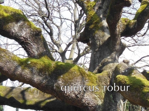 Forno_a_legna_quercia_01