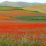 colori_naturali_di_Castelluccio