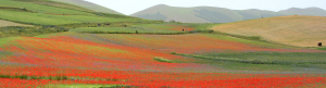 colori_naturali_di_Castelluccio_slider_04