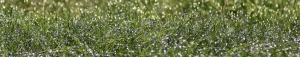 green_rugiada_slide_01