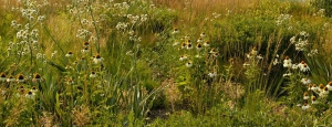 Gabriele_Pazzaglia_fiori_estate_01