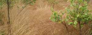 Gabriele_Pazzaglia_fiori_estate_04