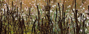 Gabriele_pazzaglia_progettazione_giardini_04