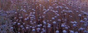 Gabriele_pazzaglia_progettazione_giardini_07