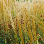 Gabriele_pazzaglia_progettazione_giardini_08