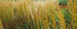 Gabriele_pazzaglia_progettazione_giardini_08