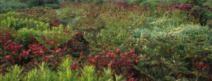 Gabriele_pazzaglia_progettazione_giardini_09