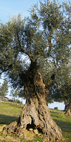 Olivo_toscana_01