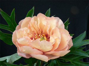 Piscina_travertino_fiore_peonia