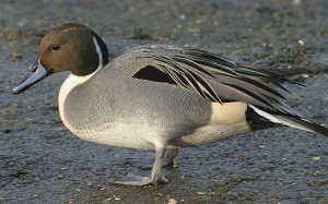 River_park_mitrovica_animal_anas_acuta
